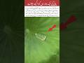 Tiny Insect Living in a Water Droplet#trending #islamicvideo #islamicquotes#viralvideo #love