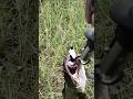 Please subscribe #fishingshorts #carps #carpfish #fish #carpfishinglife #fishing