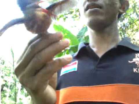 Burung Pemakan Ikan Youtube