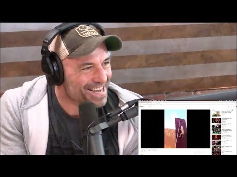 Joe Rogan Reacts to Crazy Dog Videos - YouTube