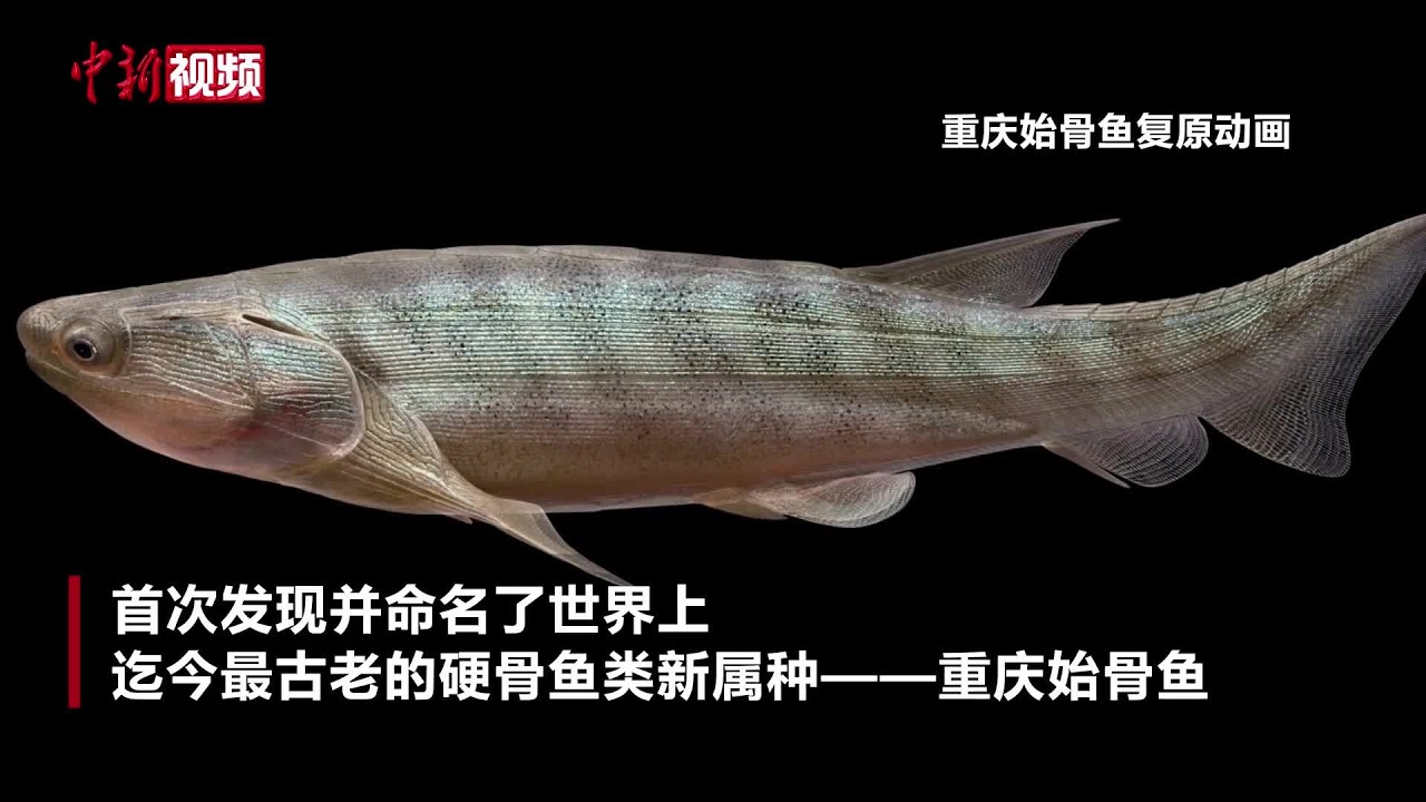 重庆发现世界最早的硬骨鱼化石- YouTube