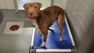 Details acs A676128 Guide