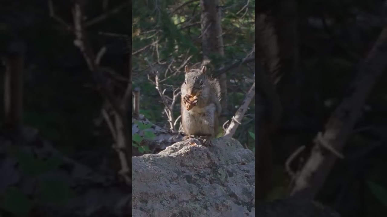 Chipmunk Flies and Chows Down #shorts #chipmunk #animals