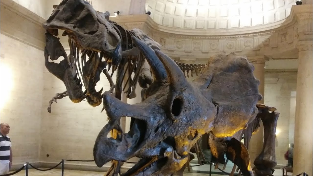 Natural History Museum YouTube