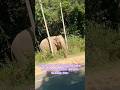 elephants moment🙂වන අලි රංචුවකගේ විශ්මයජනක ගමන | Incredible Elephant Movement Video