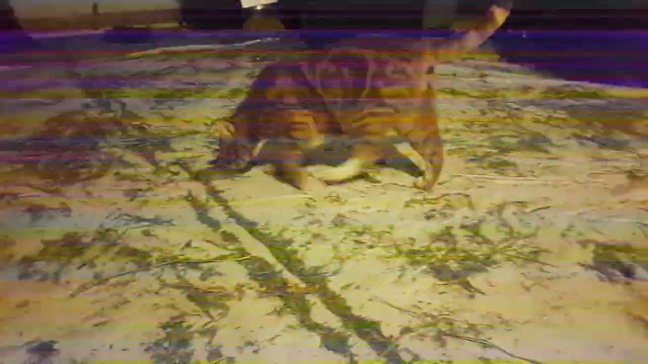 Cat playin with dead mouse on NorCal pot farm😬