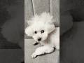 髪型を気にする犬