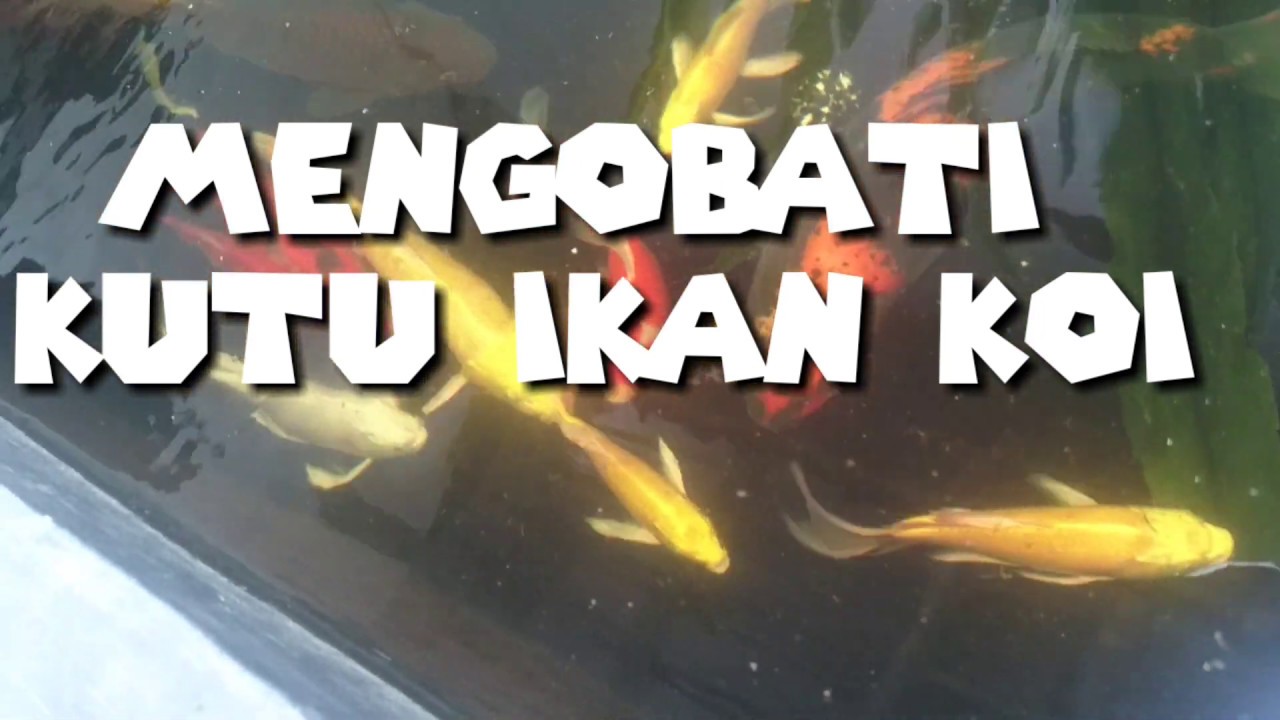 CARA MENGOBATI KUTU IKAN KOI 
