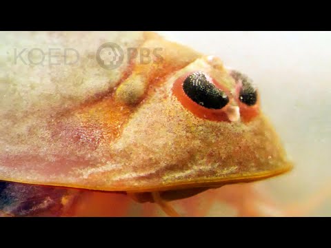 Video: Triops Facts in Kako dvigniti Pet Triops