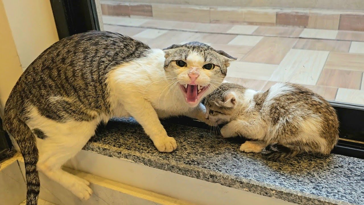 A Stray Cat Brings Her Six Kittens into Home, Afraid The Owner Will Reject Them