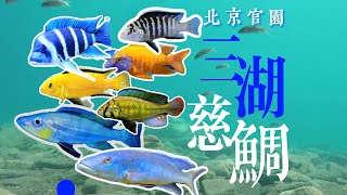 最亮麗的寵物魚類之一，色彩媲美海水魚，但脾氣實在太壞（The Most Colorful Pet Fish）