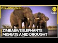 Zimbabwe&#39;s biggest elephant migration since 2019 | WION Climate Tracker