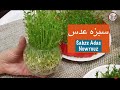 درست کردن سبزه عدس هفت سین نوروز در تنگ و ظروف دیگر- Sabzeh Adas - Lentils Grass for Nowrooz