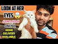 1 in 1000 😱 Odd Eyes Persian Cat | Ice Blue Eyes Persian Cat for Sale India