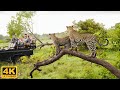 Wildlife paradise 4k  turkana national park kenya  scenic wildlife film with calming music