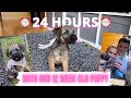 24 HOURS WITH A 12 WEEK OLD BORDER TERRIER PUPPY! | PUPPY DAILY ROUTINE 🐾