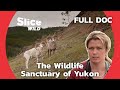 Helping raise animals in the natural haven of canada  slice wild  full documentary