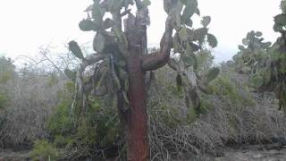Video thumbnail of "Ferron ~ Cactus"
