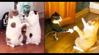 Funny Cat Fight #meow #catlover #fighting #fightingcats @Stabassum24 by Animals and Pets  307 views 4 months ago 1 minute