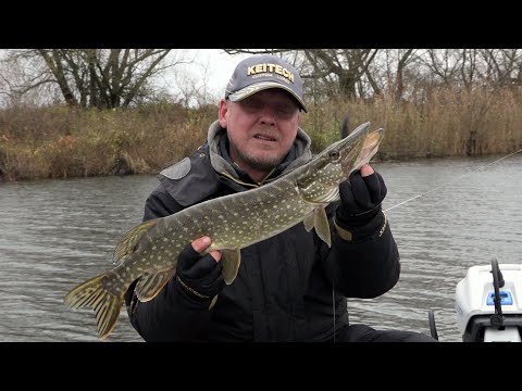 Video: Verpimo žvejyba: Lydekų Mėgėjai