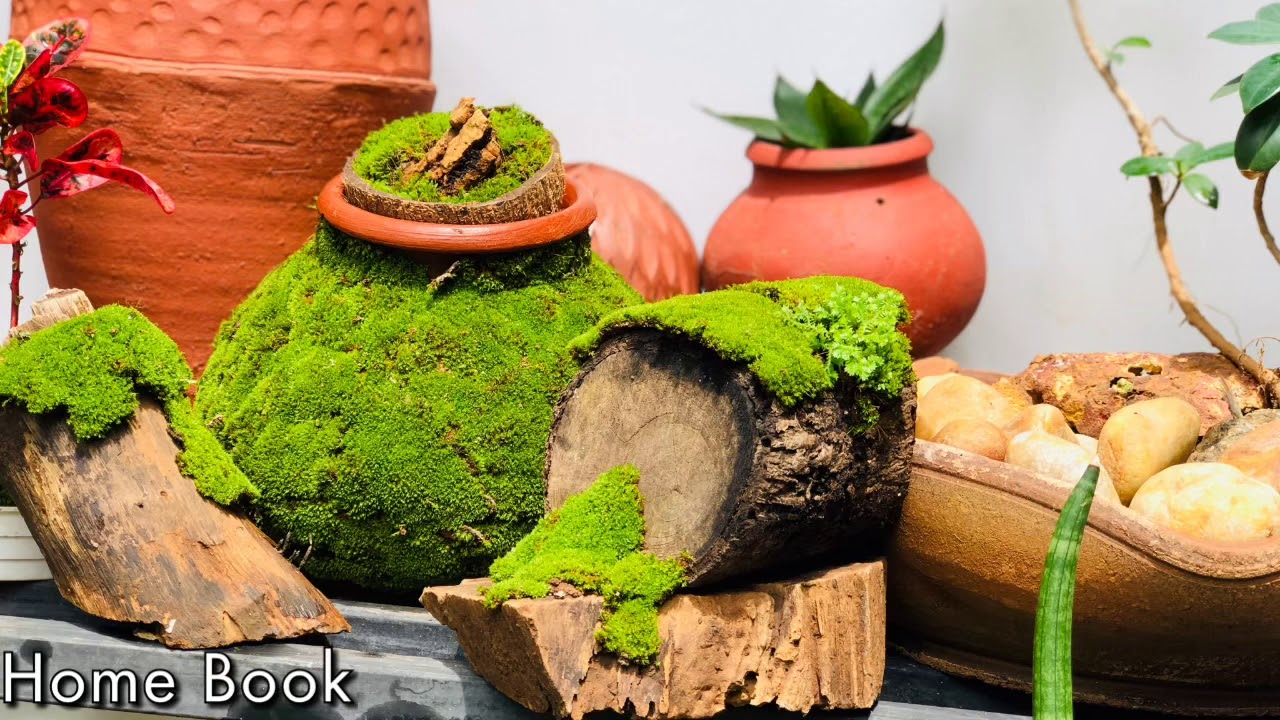 Moss pot | പായൽ കുടങ്ങൾ