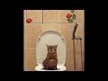 Масик писает (кот смывает за собой в унитазе) (cat uses toilet and flushing)