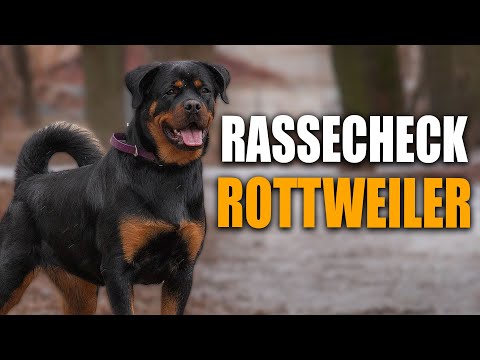 Video: Werfen Rottweiler Haare?