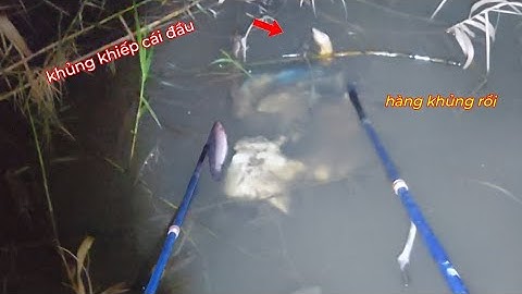 Trúng Đậm Lươn Khủng Cá Lóc Cá Phi Trong Mấy Cái Mương Lâu Ngày Chích Lại | kích cá miền tây