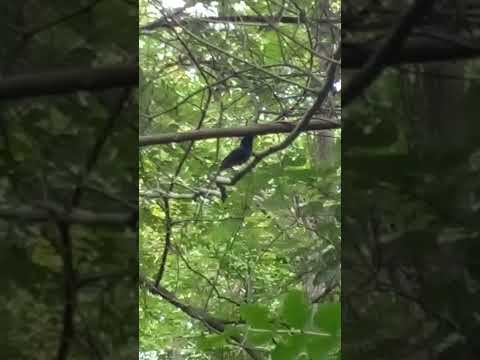 นกกางเขนดง หางยาว 🌳🦅🌿