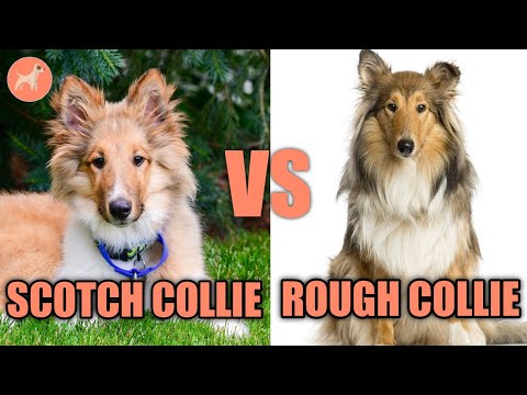 Scotch Collie vs Rough Collie: Dog Breed Comparison