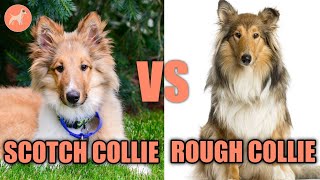 Scotch Collie vs Rough Collie: Dog Breed Comparison