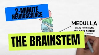 2-Minute Neuroscience: The Brainstem