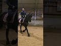 Cheval à vendre -  Demi-pension recherchée – Frison de 6 ans - equirodi.be
