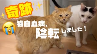 [奇跡]猫白血病(FeLV)抗原検査、陽性()から⇨陰性()✨陰転しました元野良猫オン、おめでとうこんなことってある⁉あるんですね‼一度の検査で陽性でも諦めないでください