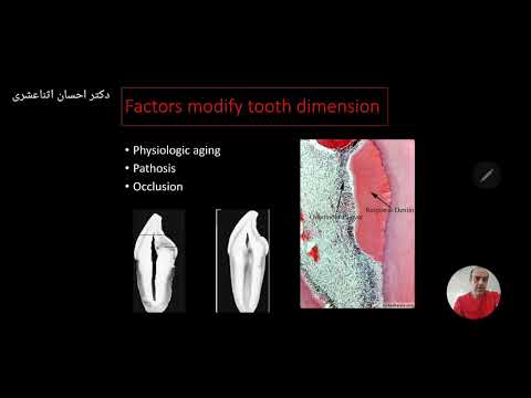 آناتومی دندان و تهیه حفره دسترسی قسمت اول