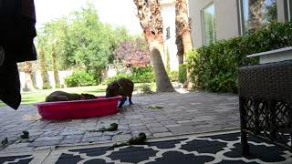 Capybara Moving