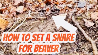 How To Snare Beavers For Beginners With A Castor Mound (Follow This For Success!!) #beavertrapping