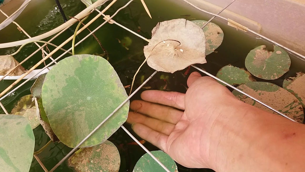Riyadh Garden friendly guppies in the lotus container