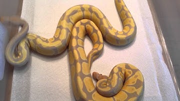 Ball python Candino