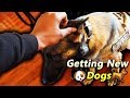 Im Surprising My Family With New Dogs!