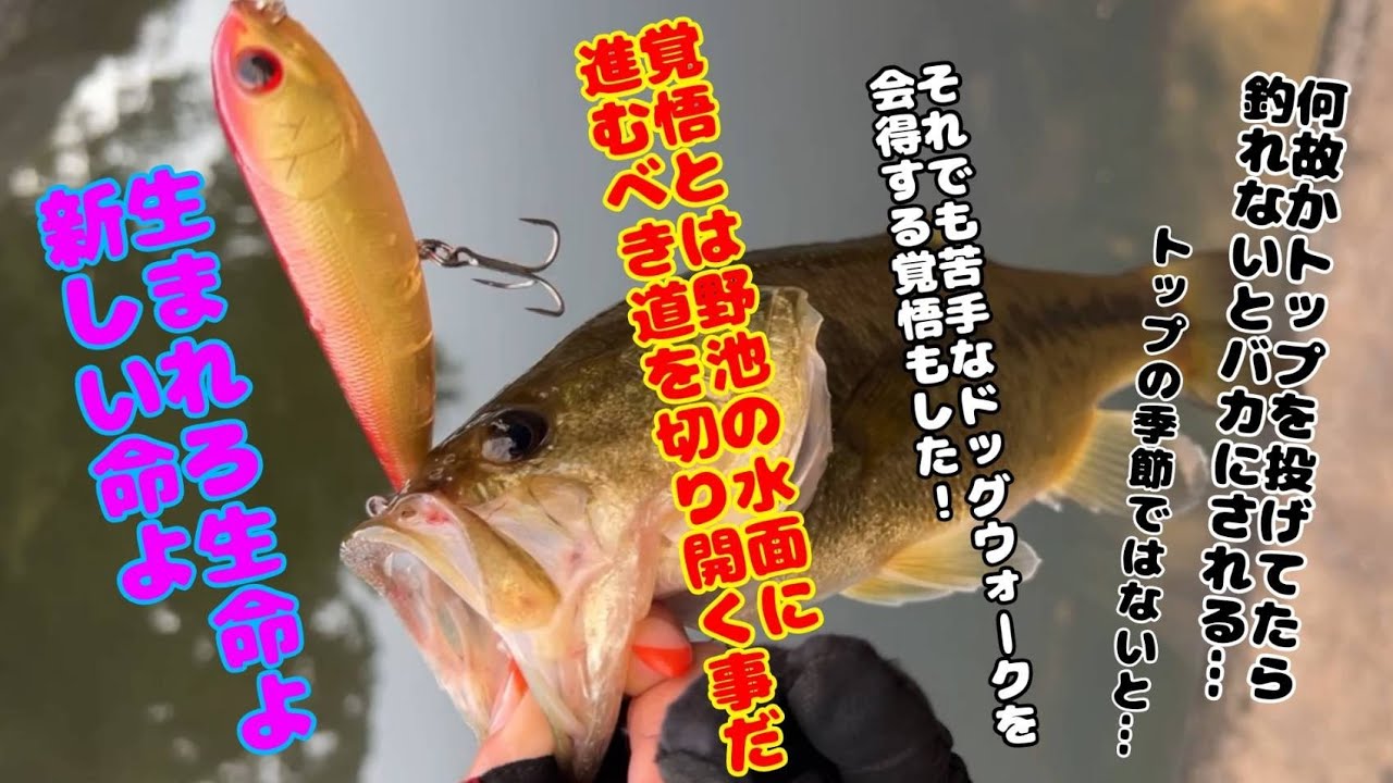 【バス釣り】サミーで釣った報告😘チビアダーで1投でサクッと釣り、中々釣れなかった苦手だったボウワーム練習‼️完全苦手克服宣言致します‼️😆kumiffy  #バス釣り #トップウォーター #釣り女子