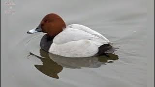 Common Pochard duck  (Aythya ferina) call sound and pictures @volcanoofbeauty5481