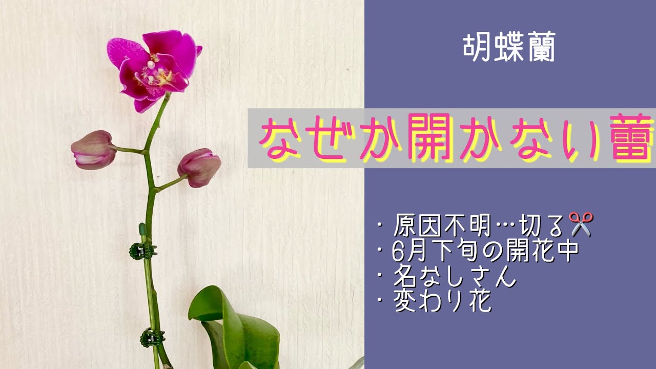 2024年6月29日 6月下旬に咲く胡蝶蘭 蕾が開かない株 花終わり株の花茎