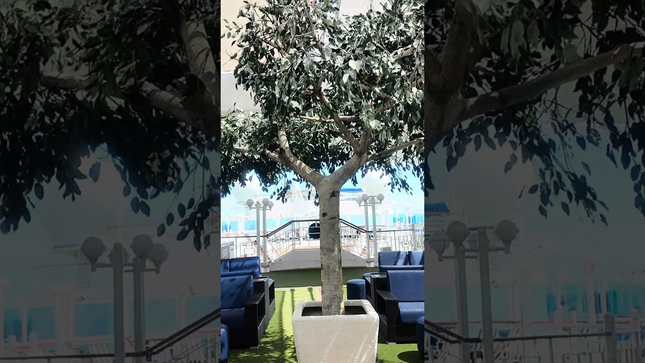 Carnival Encounter's Most Exclusive Pool Deck #byronbeachclub #cruiseship #upgrade