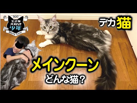 【メインクーン大型猫】大きさ/飼い方/去勢/性格/どんな猫?