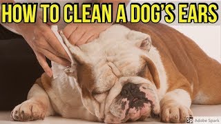 How to clean a dogs ears - Dog grooming tutorial with Rupert the Pug.