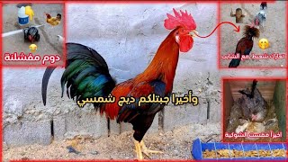 #وصل الديج 🐓 للمحميه_ فقست الشوكيه🐣_تعارك شعيط وشايب_🐓شاهد الفيديو_ للخير😘