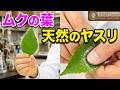 ムクの葉っぱは天然の紙やすり/米村でんじろう[公式]