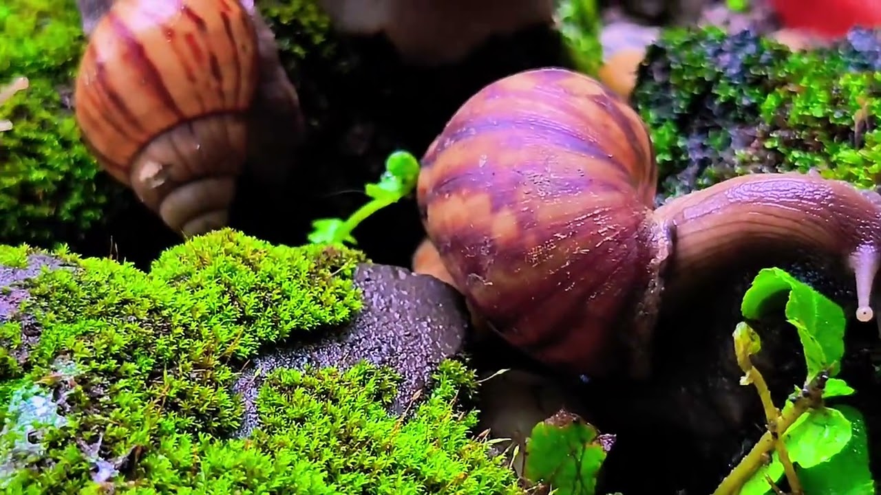 Улитки — не просто медлительные существа. Раскрываем удивительные факты! 