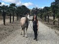 Von "unberührbar" zur Freiarbeit / Taming a wild horse [California]